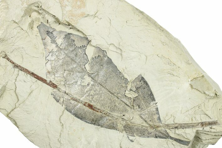 Miocene Fossil Leaf (Cinnamomum) - Augsburg, Germany #254183